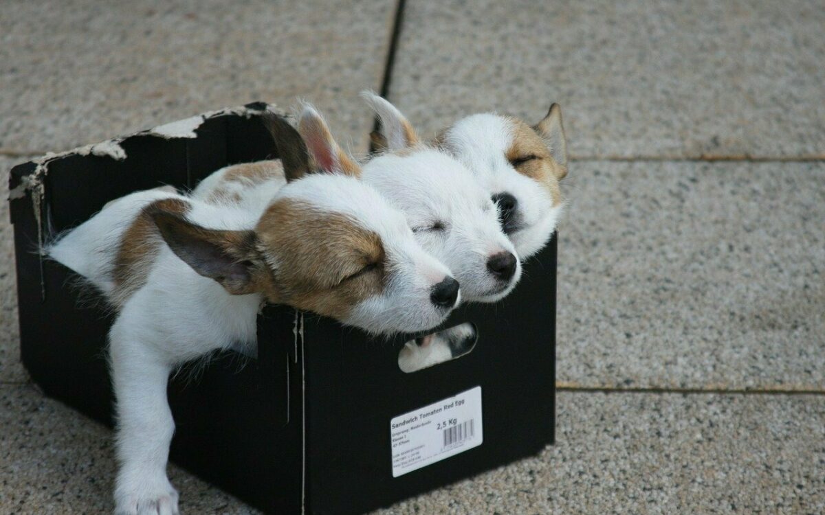 Hundewelpen in einer Kiste Hundewelpen in einer Kiste